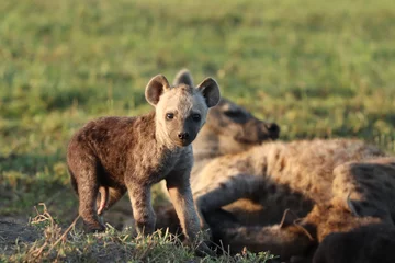 Foto op Plexiglas Gevlekte hyenawelp. © Marie