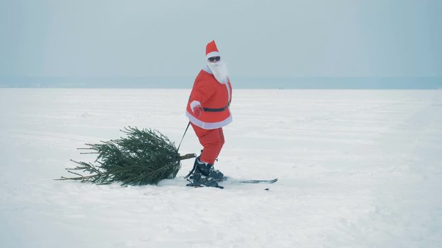 Santa skiis and drags a christmas tree, side view.