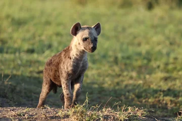 Badkamer foto achterwand Spotted hyena cub. © Marie