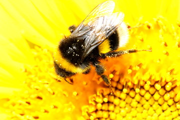 Bumblebee