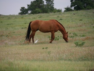 Fototapeta premium Wide shot, side view of a horse grazing in a meadow with a white egret close by