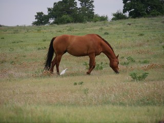Wide shot, side view of a horse grazing in a meadow with a white egret close by