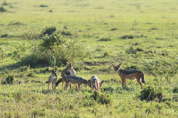 Naklejka premium Group of jackals in the african savannah.