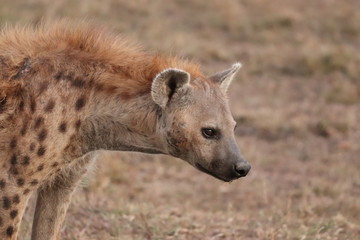 Hyena face closeup.