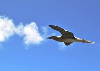 Big bird flying in the skies on a beautiful day
