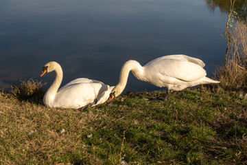 Two swans on the lake. White swans on green lawn against pond