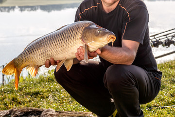 captured carp caught in pond.carp fishing rods.Carpfishing session at the Lake.