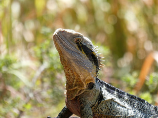 A frill necked goanna lizard basks in the sun on a rock, a native Australian reptile