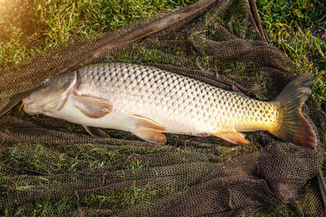 captured carp caught in pond.carp fishing rods.Carpfishing session at the Lake.