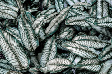 dark green leaf nature background, tropical jungle foliage