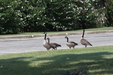 Four geese walking on a concrete roadside