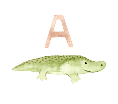 Watercolor Hand Painted Alligator. Crocodile Isolated On White Background.