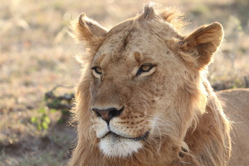 Obraz na płótnie Canvas Young lion face closeup.