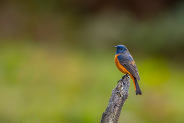 Blue-fronted redstart