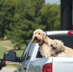 Two dogs riding at the back of a pickup truck