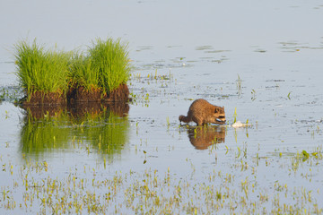 Waschbär bei der Jagd
