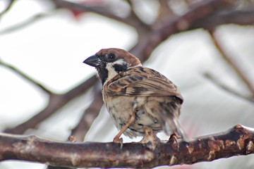 Backside view of a small bird perched on a tree branch