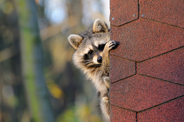 Waschbär schaut unter einem Hausdach hervor	