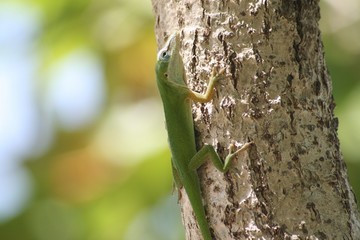 Side view, close up of a green lizard crawling up a tree