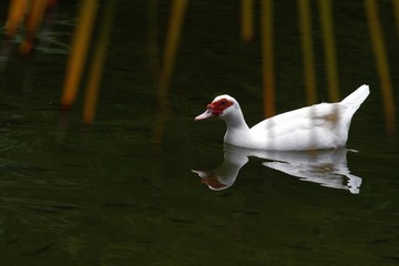 Wide view of a white duck gliding with reflections in the green waters