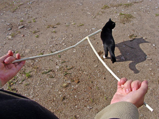 Cat helps