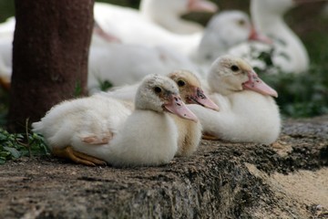 Medium close up of three ducklings resting by the pondside