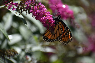 butterfly on flower