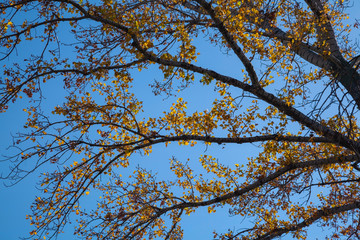 Yellow leaves on poplar branches