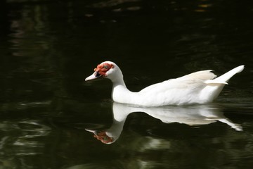 White duck reflected in the green waters of a pond