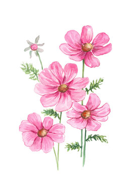 Pink cosmos flower watercolor painting on isolated white background hand painted Illustration wall art poster 