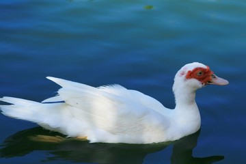 Beautiful white duck reflected in the waters of a lake