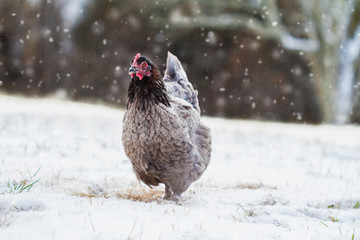 Free range French blue copper Maran hen walking in the yard during a snow storm. - Powered by Adobe