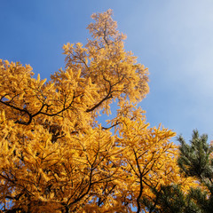 Fototapeta premium Larch and pine on a background of blue sky. Autumn Altai. Close-up.