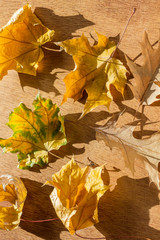 Obraz premium Autumn background with yellow leaves. The bright rays of the sun.