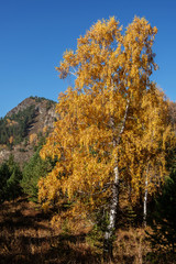 Yellow birch on a background of mountains and blue sky, autumn Altai.