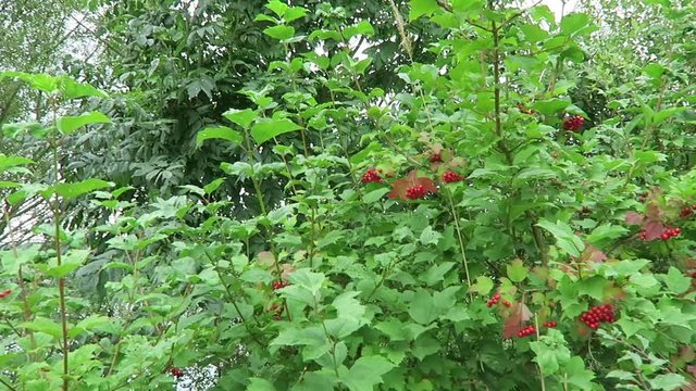 fruits of guelder rose (Viburnum opulus) bush