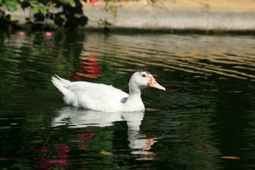 White duck in the pond reflected in the waters