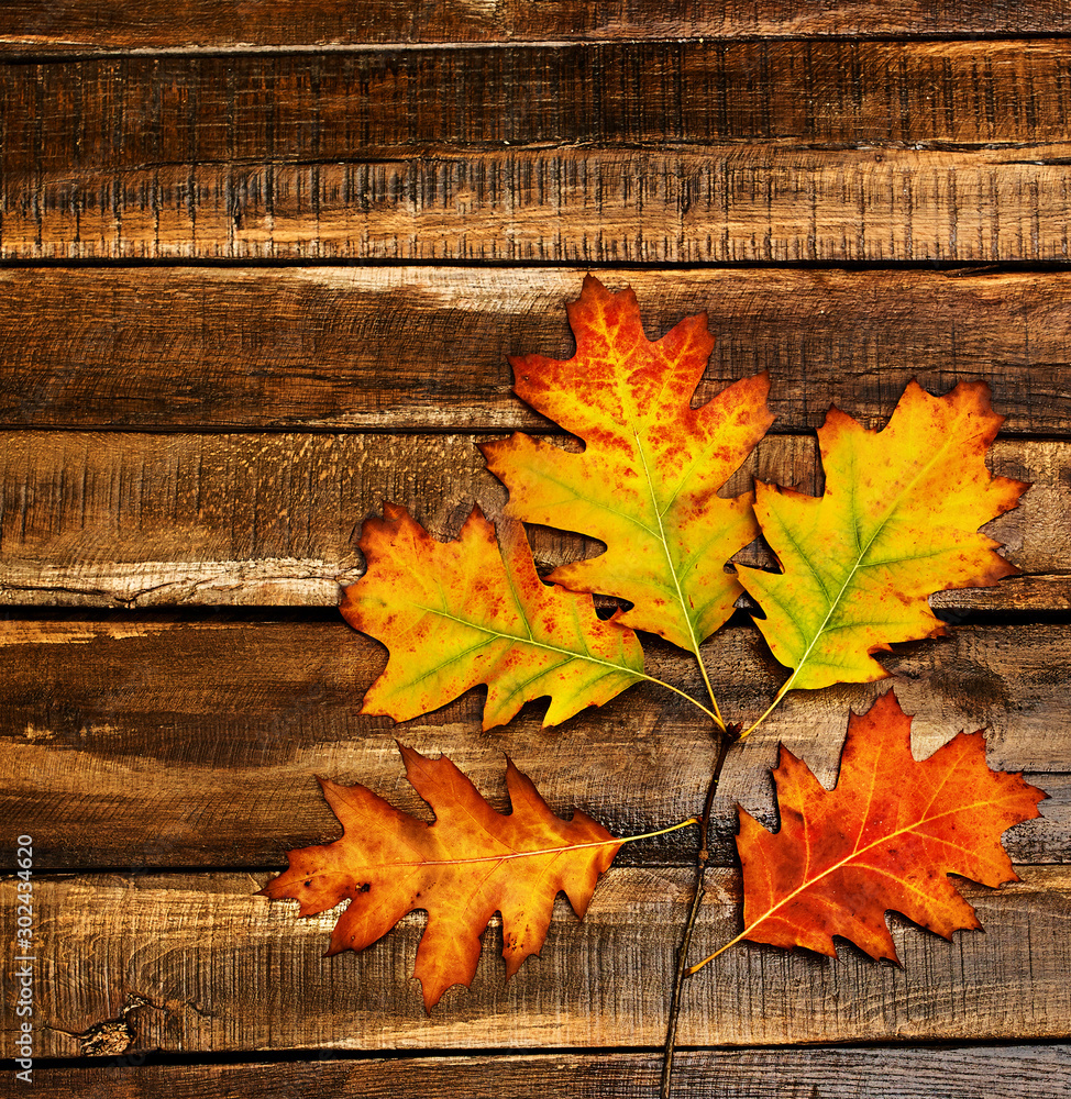 Canvas Prints autumn maple branch with orange leaves on top view with copy space on wooden table vertical frame.