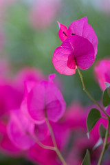 Blossoming pink bougainvillea