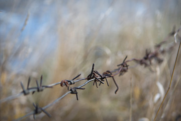 Rusty barbed wire with nature background.