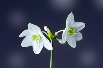 Fototapeta na wymiar white flowers on black background