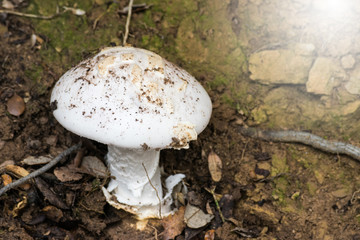 white mushroom on the wet forest floor