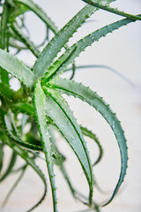Aloe vera is a popular medicinal plant for health and beauty