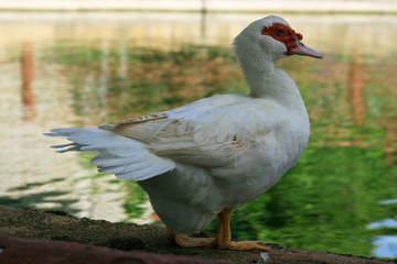 Close up of a white duck standing at the edge of a pond