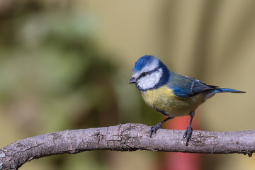 blue tit on a branch