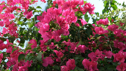 Blossoming pink bougainvillea flowers