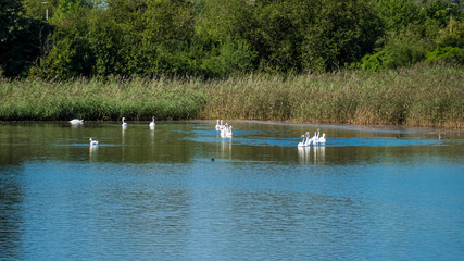 Naklejka na ściany i meble Swans swimming in a lake near Bamberg
