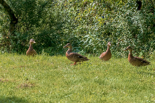 A family of four ducks walking on the grass. Photography taken in Harburg, Bavaria, Germany.