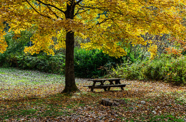 Fototapeta na wymiar Picnic table under colorful autumn tree.