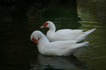 Wide shot of two white ducks, with one pecking on its feathers